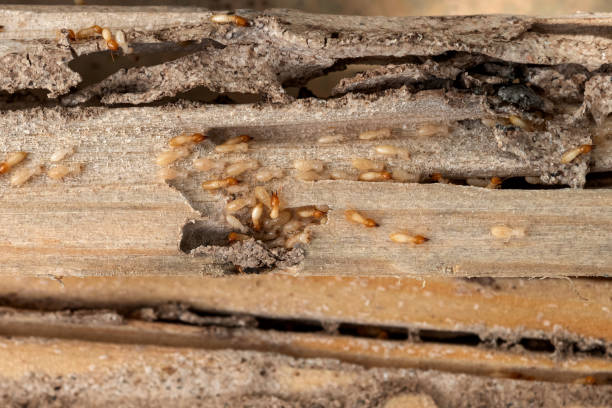 Best Mosquito Control Services  in Lancaster, OH